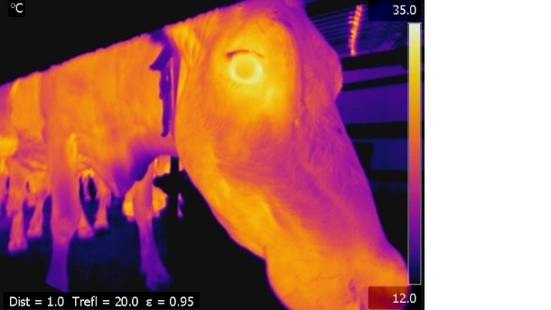 Agricam's thermal imaging product can detect potential signs of mastitis. Pic: Agricam.