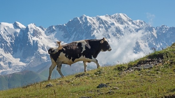 Improving the dairy industry in Georgia was the focus of a recent congress held in Tbilisi. Pic: ©iStock/MykolaIvashchenko