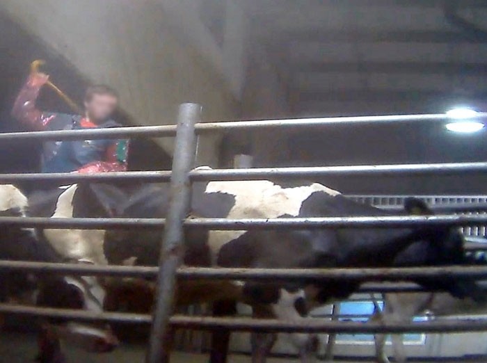 Saputo refuses milk from Chilliwack after animal abuse exposed