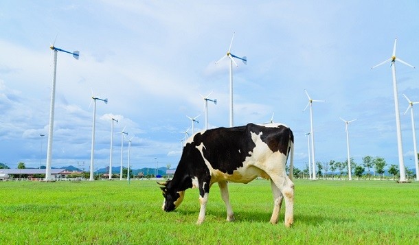 The Dairy Declaration of Rotterdam is aimed at facilitating sustainable practices in the global dairy sector. ©GettyImages/nuiiko