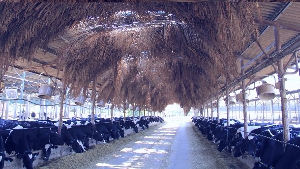 The lowest dairy in the world, Kibbutz Kalia in Israel. Pic; The Israel Dairy School