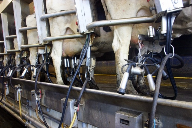 The first step to modernizing the dairy farm's operations will be installing a robotic milking machine, Ferme Élégante said. ©GettyImages/laryn