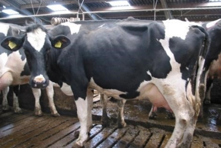 There are 10 'signals' visible with the cow in the image - check your answers at cowsignals.com.