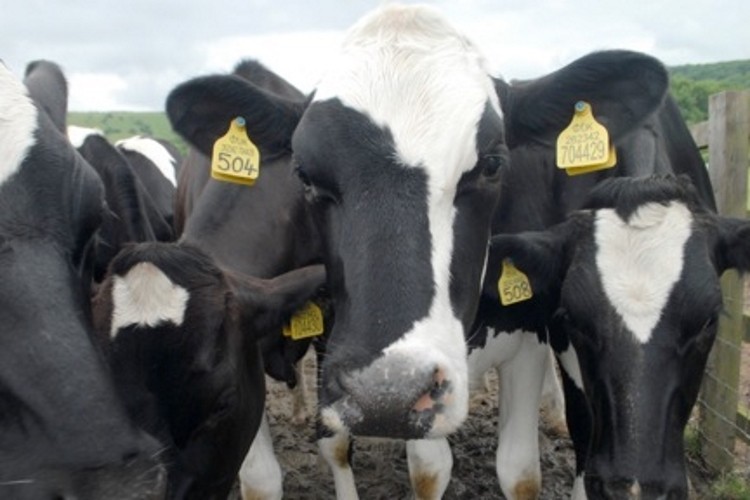 European milk producers expect costs to rise in the coming winter due to drought-induced feed shortages.