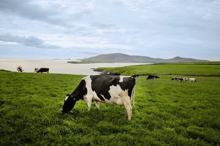  Ireland’s overall global dairy exports continued their upwards trajectory in 2020, delivering a 3% increase.  Pic: Bord Bia
