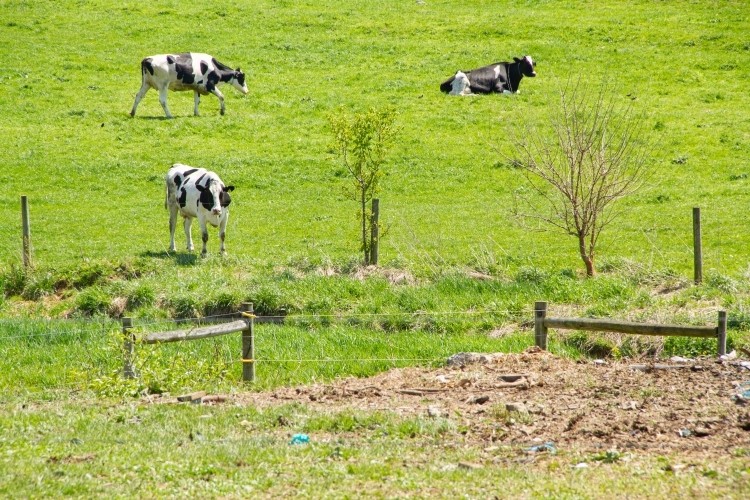 The partnership includes 119 Land O'Lakes member-owners in Central Pennsylvania that ship 50% or more of their milk supply to Hershey. Pic: Sustainable Dairy PA