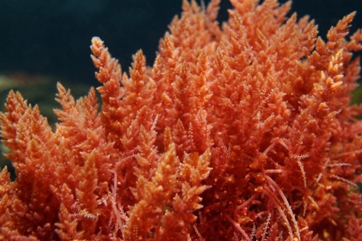 AT is a species of red algae that's found to be a potent methane inhibitor. Image: Getty/Damocean