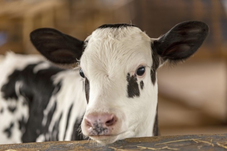 Calf-at-foot is one of the ethical dairy farming systems that farmers can pivot to. Image: Getty/Leila Melhado
