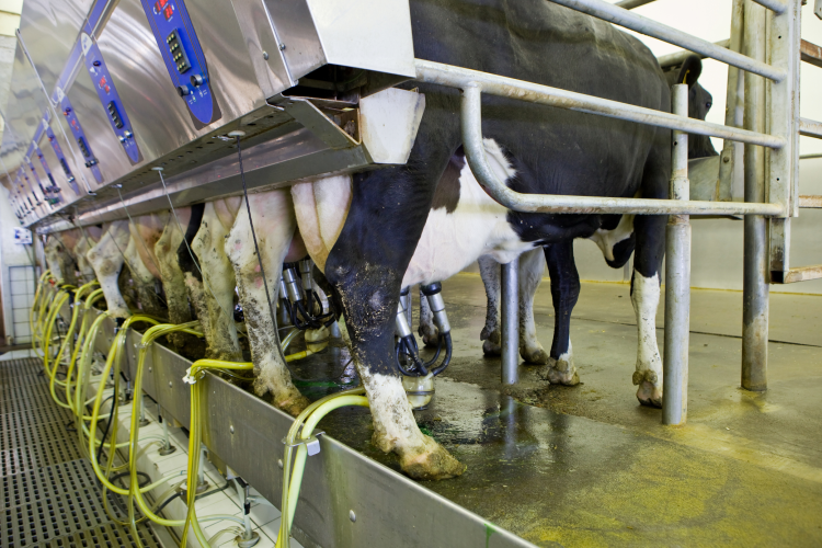 The commodities outlook is stabilising, Arla believes / Pic: GettyImages BanksPhotos