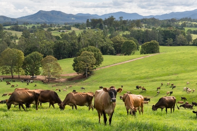 The project could pave the way for improvements and savings for dairy farmers and build their capacity as advocates for change. Pic: Getty Images/petej 