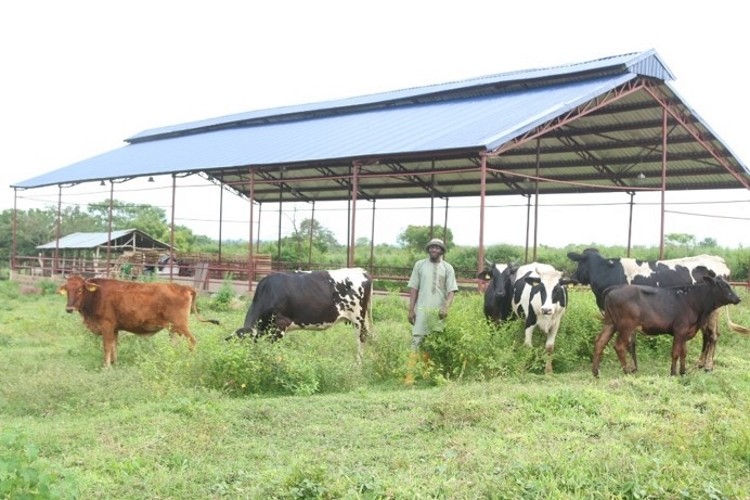 Crossbreeds with DDP farmer Moyosore Rafiu at Genius farm in Oyo State. Pic: FrieslandCampina WAMCO