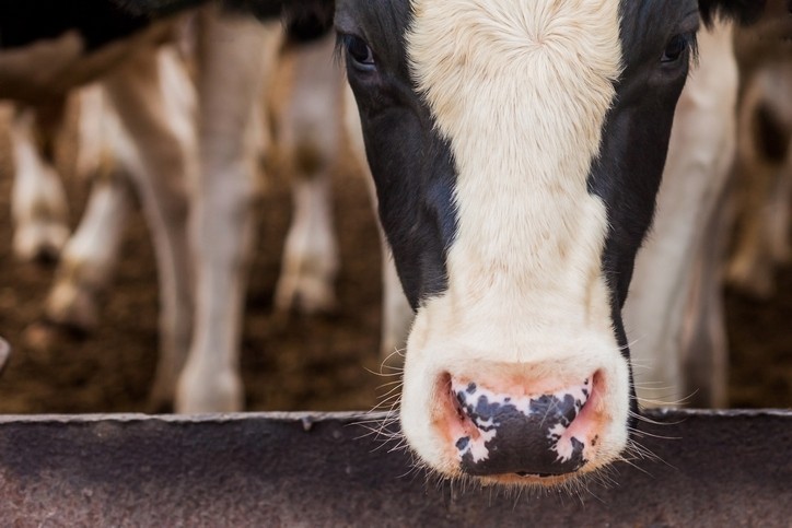 Large scale operations in new areas are driving US milk production. Pic: Getty/Yauhen Akulich