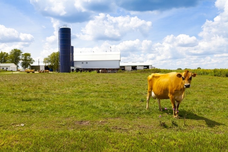 Dairy contributes $45.6bn to Wisconsin’s economy annually, almost half the state’s agricultural revenue. Pic: Getty Images/Maksymowicz