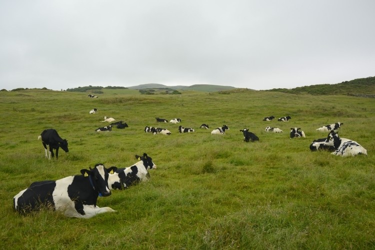 The report says that for the 2019/20 milk year, the better summer, higher yields and lower feed costs should help boost profits.
