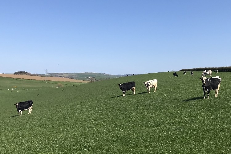 DSM said enteric methane from dairy cows is responsible for up to 60% of the global greenhouse gas emissions from milk production and that Bovaer reduces these emissions by around 30%.