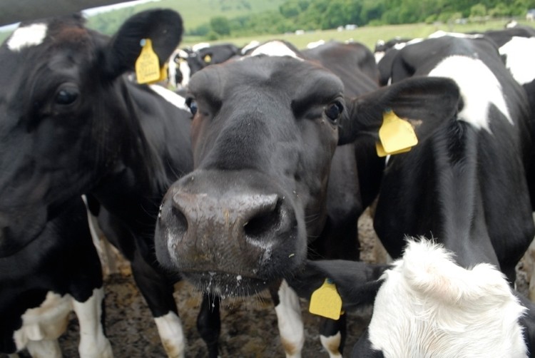 In response to a Greenpeace report aimed at reducing dairy production and intake, the IDF says the industry is already working to reduce environmental impact.
