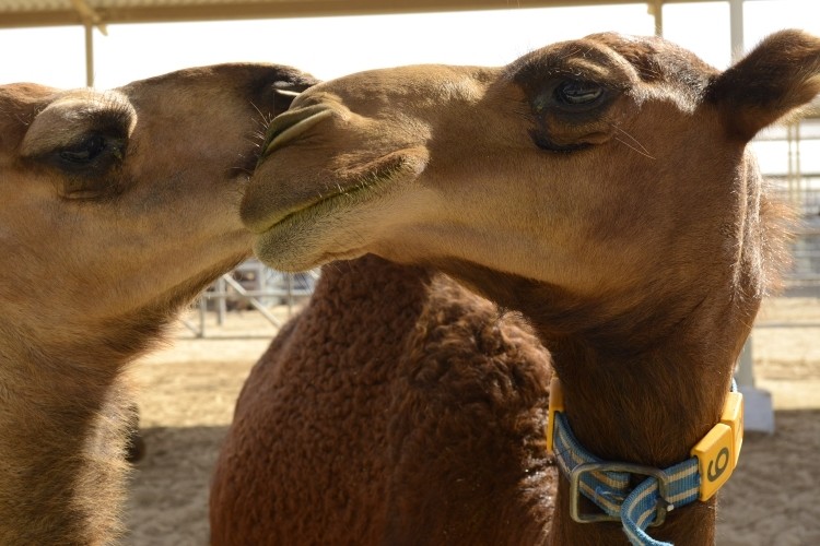 Along with the EU, camel milk products have been approved for export to the US and Canada.