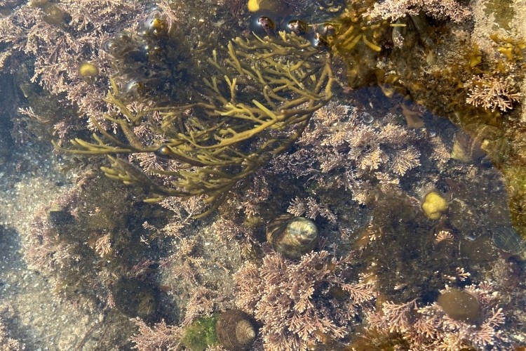 There's great concern globally over the effect of plastic in the oceans, but could marine seaweed provide an answer to the problem? 