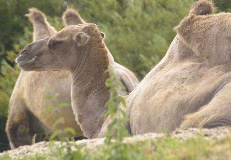 Camel milk has long been believed to offer significant health benefits.