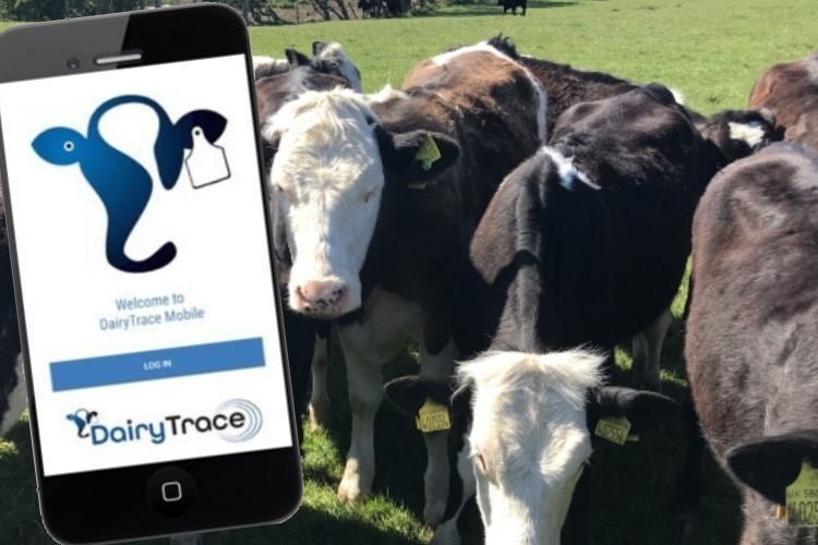DairyTrace set for fall implementation