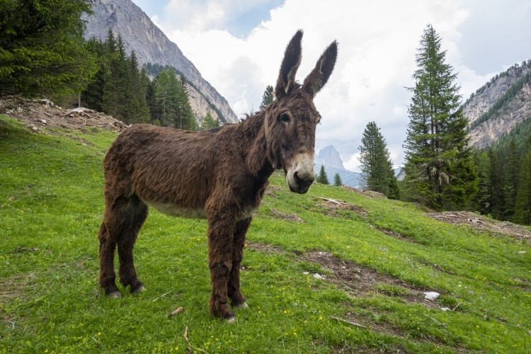 Eurolactis Italia has been manufacturing and selling donkey milk freeze-dried powder since 2010 and is expanding its milk collection network in Italy. Pic: Getty Images/Jacek Jacobi