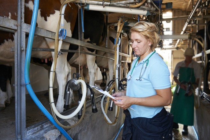 "Dairy farmers face labor shortages while they are forced to navigate the deeply uncertain and volatile realities undergirding agriculture labor in the US." Pic: Getty/Highwaystarz-Photography
