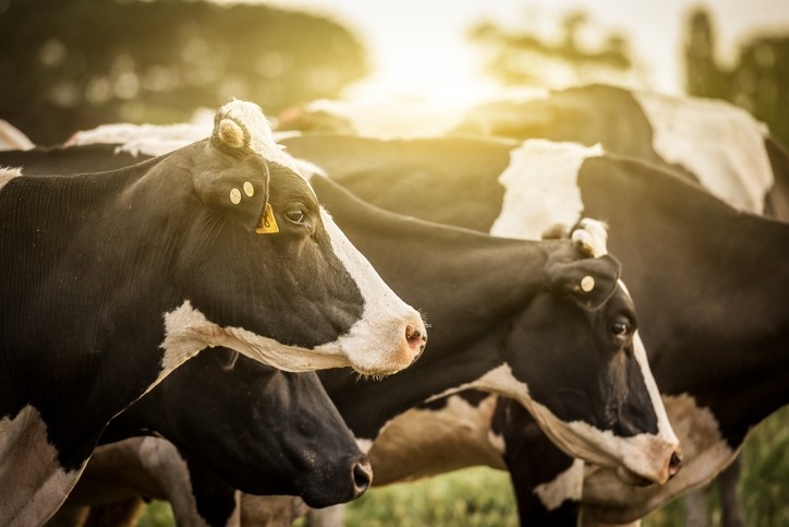 The USMCA will create new market access opportunities for US exports to Canada of dairy, poultry and eggs. Pic: Getty/SW_Photo