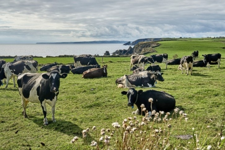 Ireland's grass-based dairy is considered more nutritious and sustainable than that produced by conventional indoor-farmed dairy cows and is a key selling point for exporters. Image: Getty/Uwe Moser