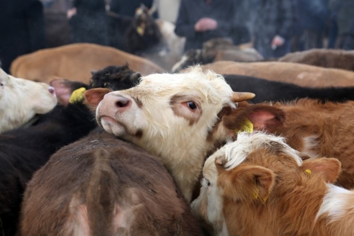 By the end of 2023, more farmers were concerned about the risk of lower livestock and crop prices. Image: Getty/Omer Serkan Bakir