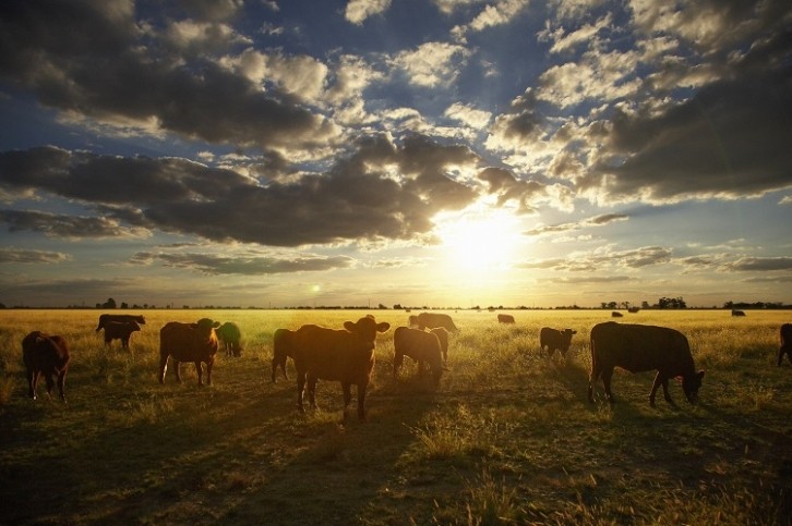 Nofence's virtual fence technology removes the need for physical barriers for cattle. Image source: picturegarden/Getty Images