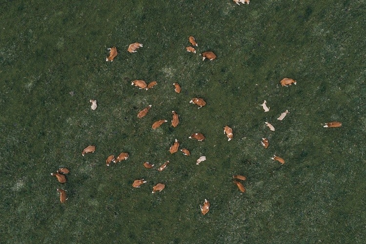 According to a new report, it is ‘unlikely’ the EU can deliver on this pledge without taking greater action within its meat and dairy industry: notably, by reducing livestock numbers. GettyImages/Abstract Aerial Art