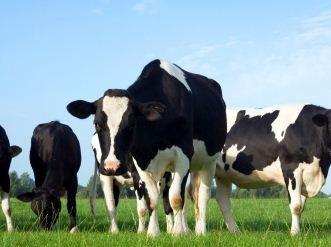 Iodine and essential element levels lower in organic milk, says study