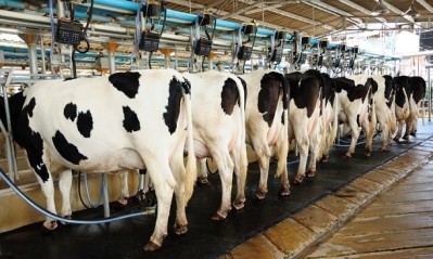 EU milk production is forecast to continue its recovery throughout the year.  ©iStock/yadamons