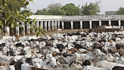 Merial and Zoetis are partnering on marketing and distribution for dairy cattle vaccines and medicines in India. Photo: iStock - rvimages