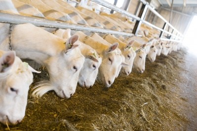 'Remarkable opportunities' in goat milk ingredients: Dutch JV