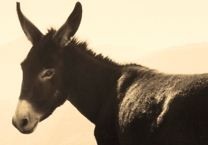 UHT innovation will make donkey milk ‘more available to consumers’ 
