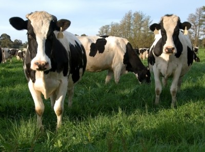 People want better treatment of dairy cows, but will it happen? Photo: iStock - PhillipMinnis