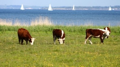 Dairy farmers in Denmark will receive the majority of the EU emergency agriculture funding. Photo: iStock - jeancliclac