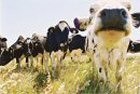 Opposition failed to abate after mega dairy plans were amended