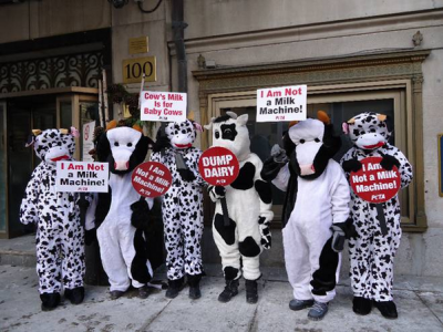 Dairy Farmers of Ontario hit by PETA dehorning protests