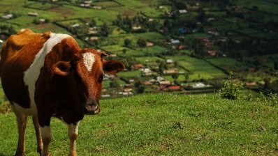 A new tool for dairy farmers to take advantage of carbon credits was tested in Kenya. Pic: ©iStock/Skyhouse