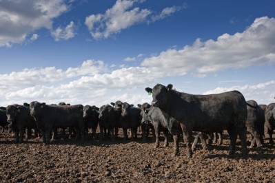 Beef feedlot, North Platt, Nebraska, USA © GettyImages/AndrewLinscott
