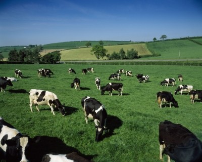 Holstein-Friesian dairy cows, Co Down, Northern Ireland