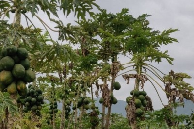 Papaya is the fourth most popular fruit crop in Ethiopia. Pic: Arla Foods Ingredients