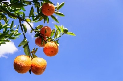 Ligurian/Sicilian chinotto is one of the new citrus flavors in the range. Pic: Synergy Flavours