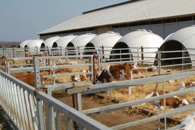 By the end of 2019, the number of dairy cows in Ekosem-Agrar's herd will probably exceed 100,000, with an annual milk output of more than 800,000 tons. 