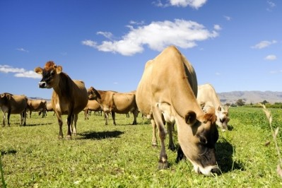 ofi's new dairy plant in New Zealand is supplied by local dairy farmers based within 100km (62mi) from the facility. Image: Getty/georgeclerk
