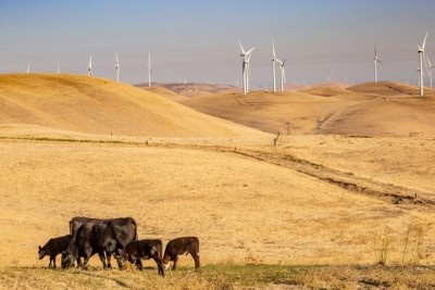 The Pacific Coast Coalition is to support dairy businesses in California, Oregon and Washington. Pic: Getty Image/Lemanieh