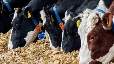 Kazakhstan is looking to improve milk supply and products. Pic: EBRD