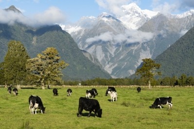 Fonterra said it recognizes emissions produced by cows are a contributor to the country’s emissions and is working to find ways to reduce them. Pic: Getty Images/Tatomm